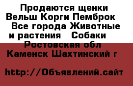 Продаются щенки Вельш Корги Пемброк  - Все города Животные и растения » Собаки   . Ростовская обл.,Каменск-Шахтинский г.